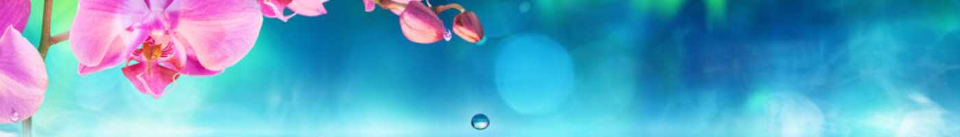 Pink orchid over still waters